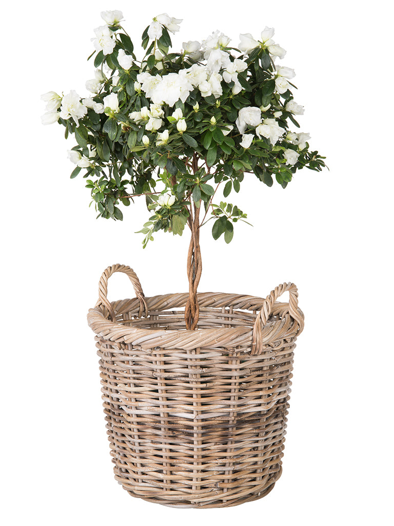 Kobo Rattan Round Basket & Planter, Gray-Brown
