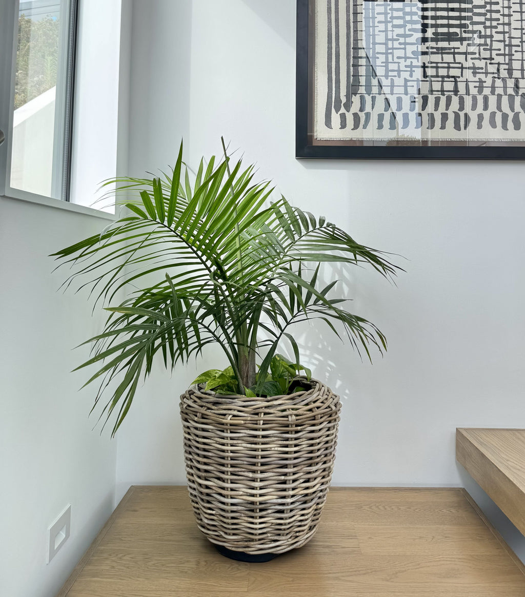Rattan Kobo Indoor & Outdoor Jar Planter Basket with Plastic Pot