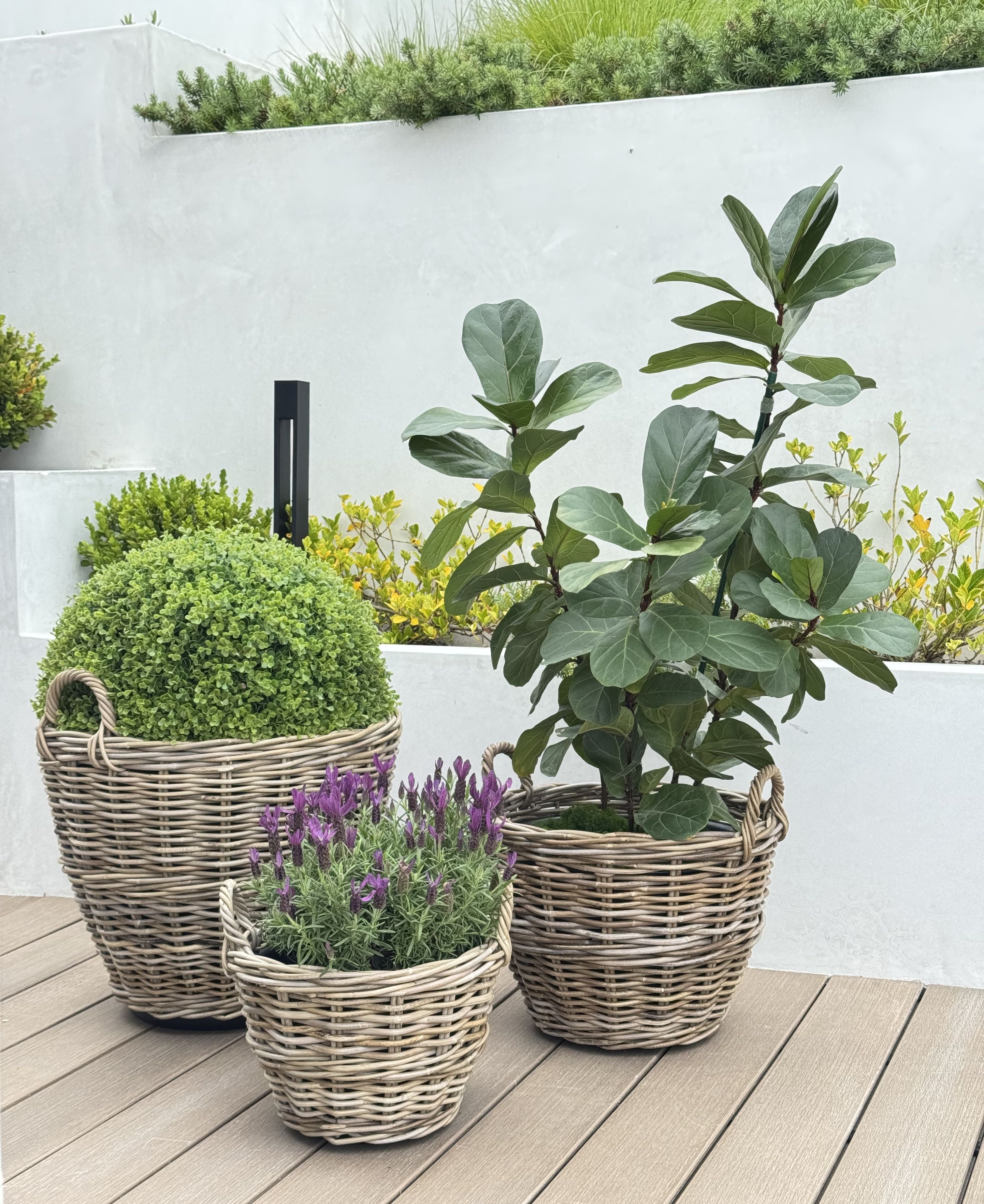 Rattan Kobo Indoor & Outdoor Planter Basket with Ear Handles & Plastic Pot