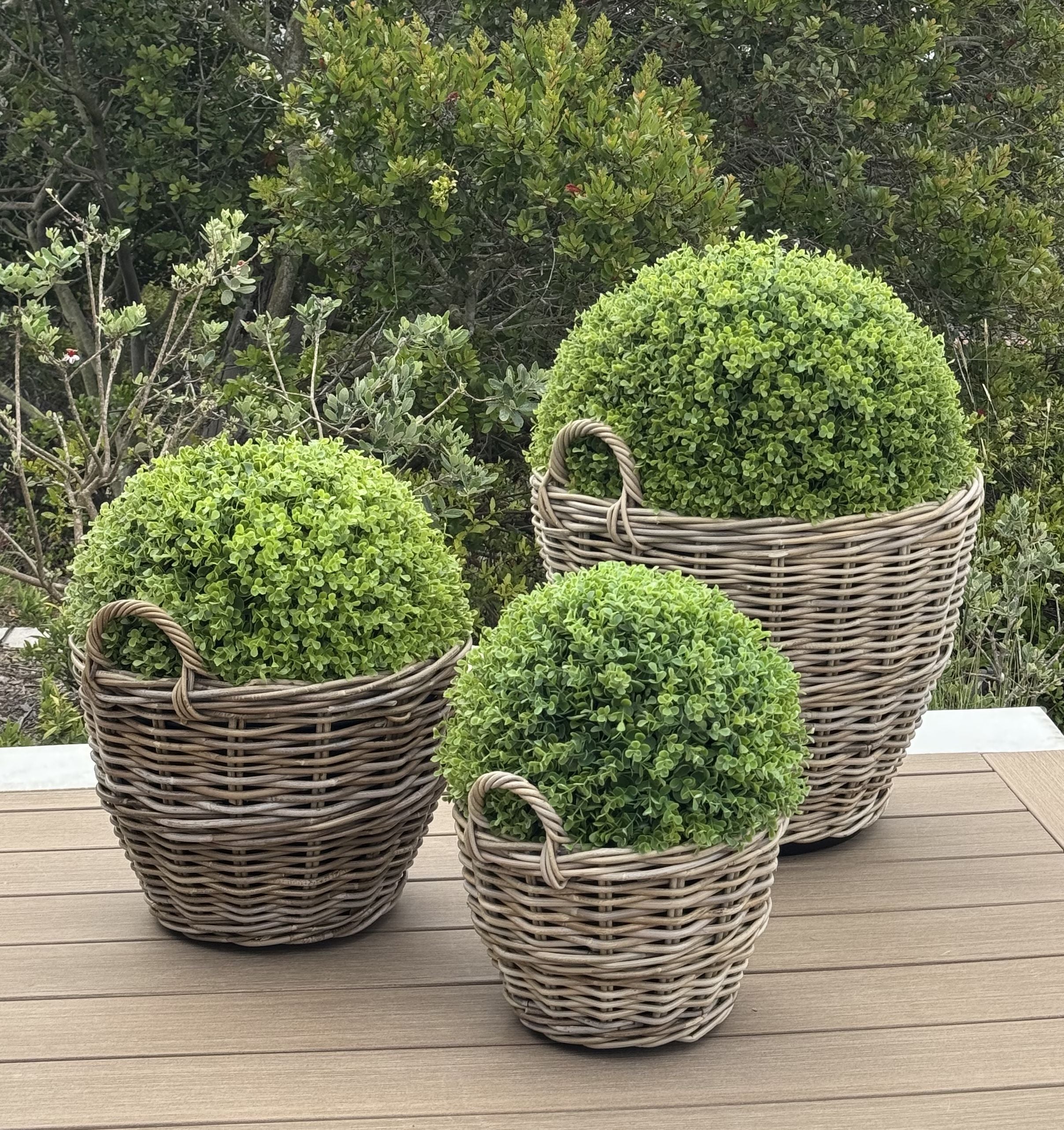 Rattan Kobo Indoor & Outdoor Planter Basket with Ear Handles & Plastic Pot