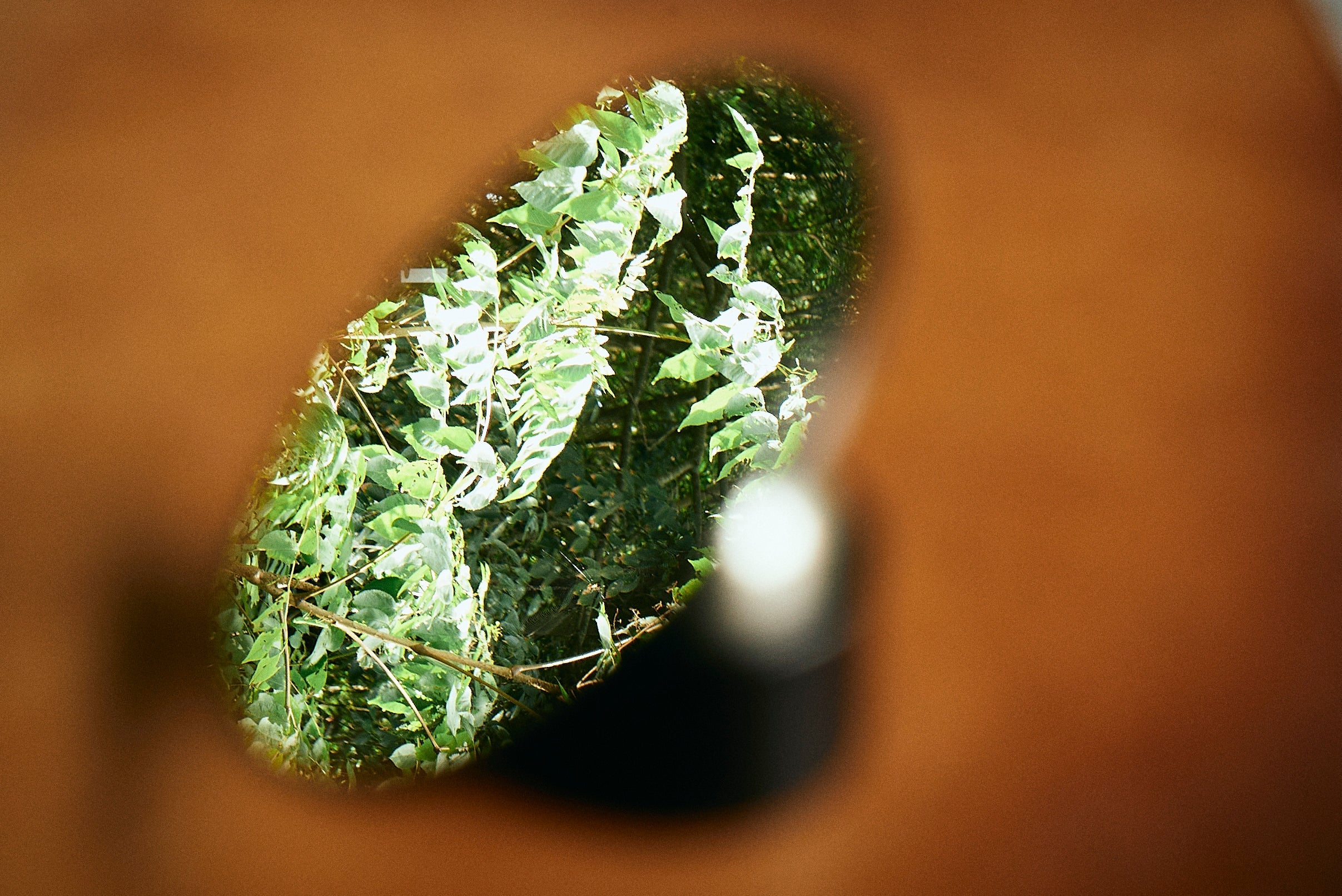Looking Glass
