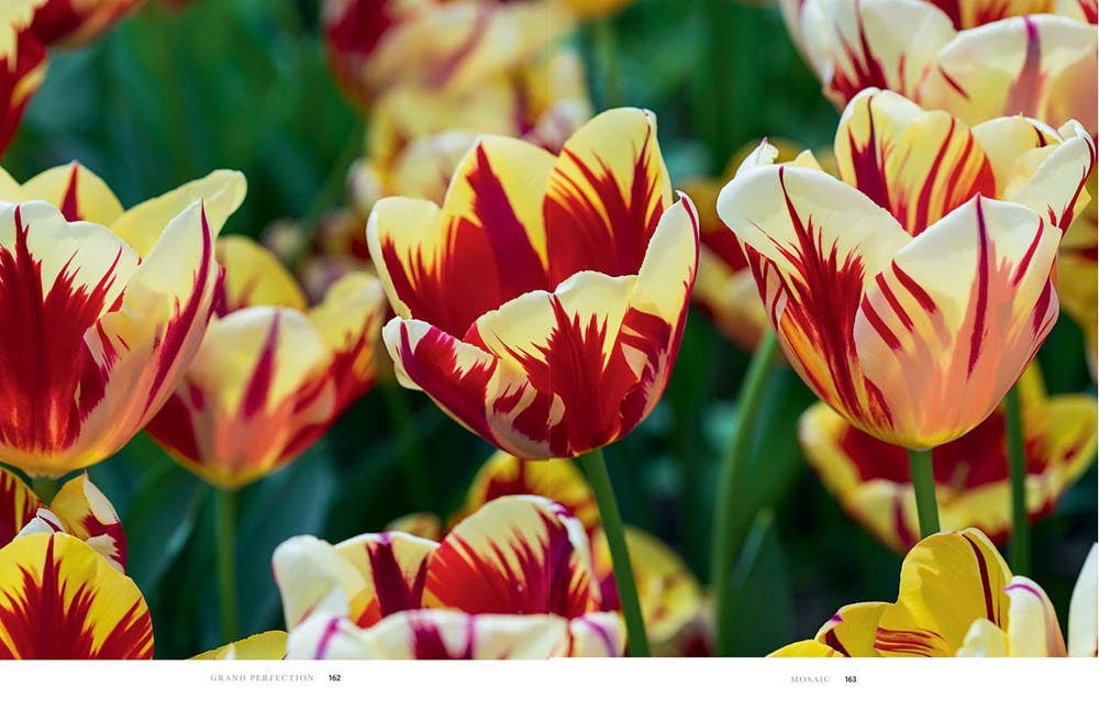 Tulips Hardcover Book