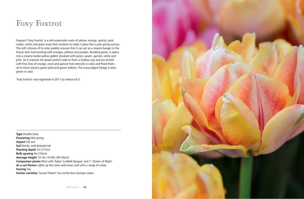 Tulips Hardcover Book