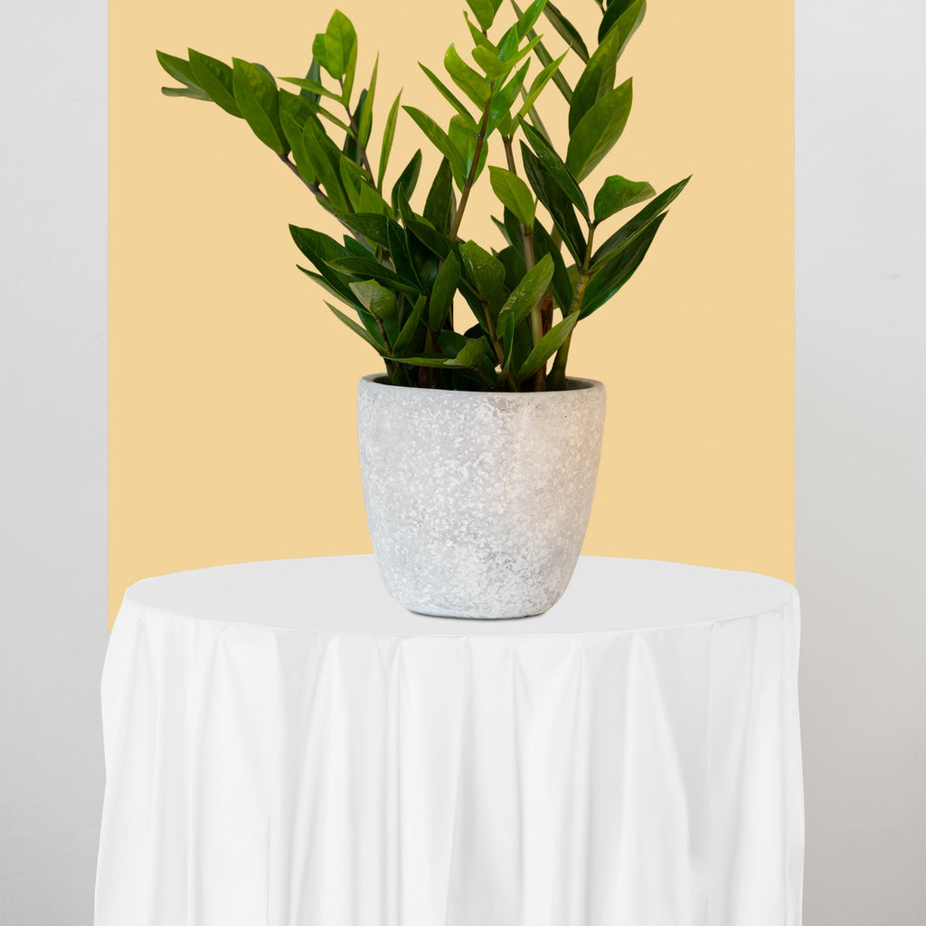 White Round Disposable Plastic Tablecloths (84")