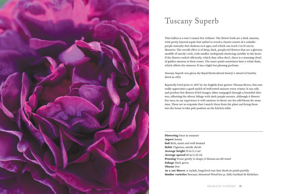 Vintage Roses Hardcover Book