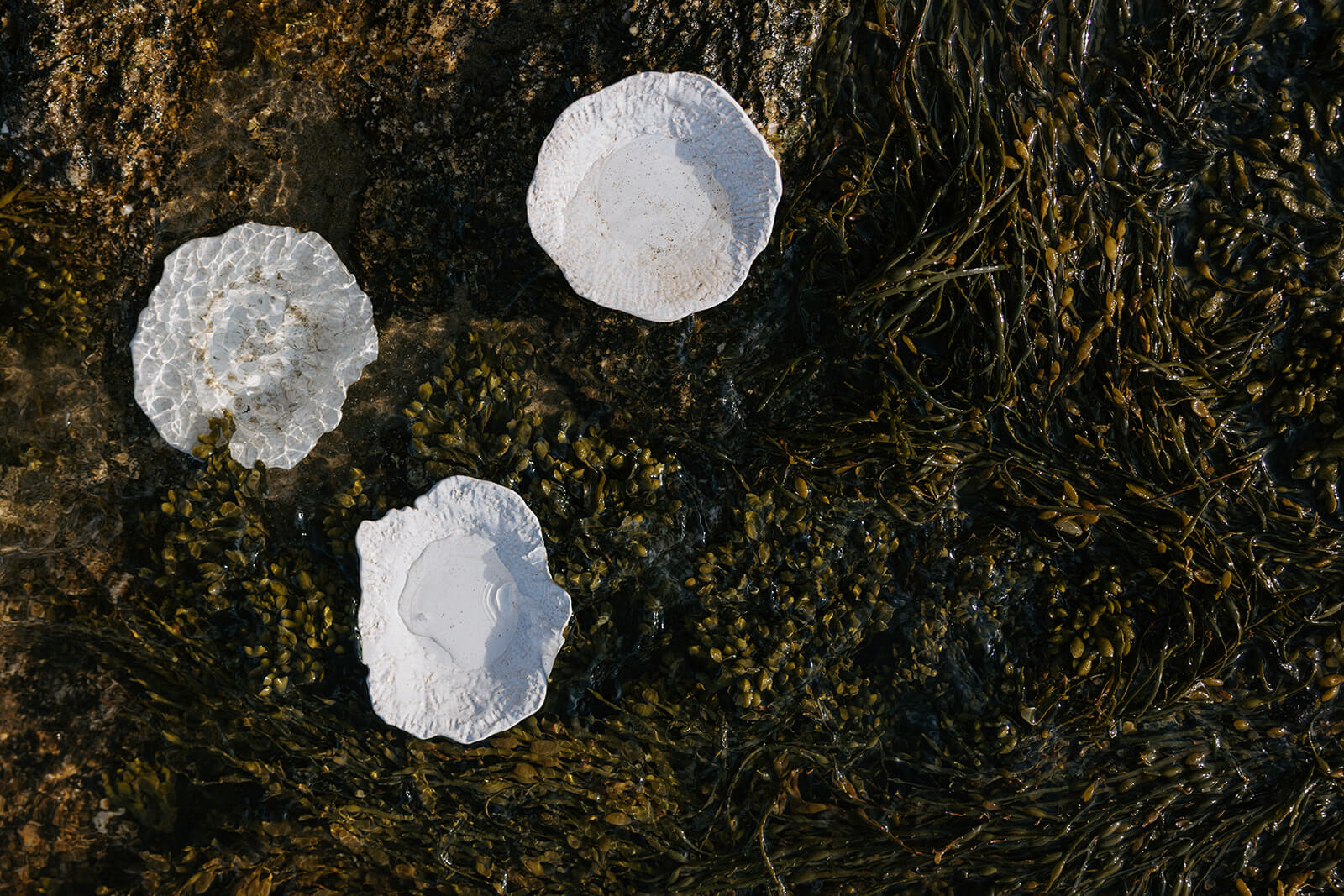 Lunaria Oyster Dish