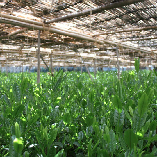 Uji Temomi Gyokuro