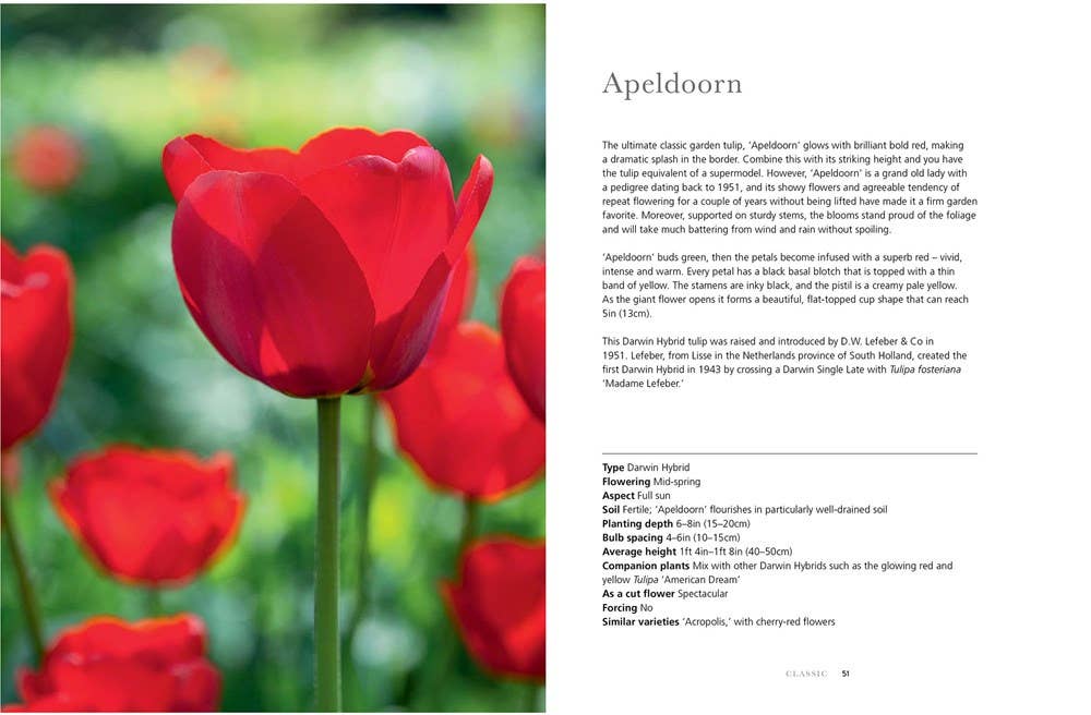 Tulips Hardcover Book