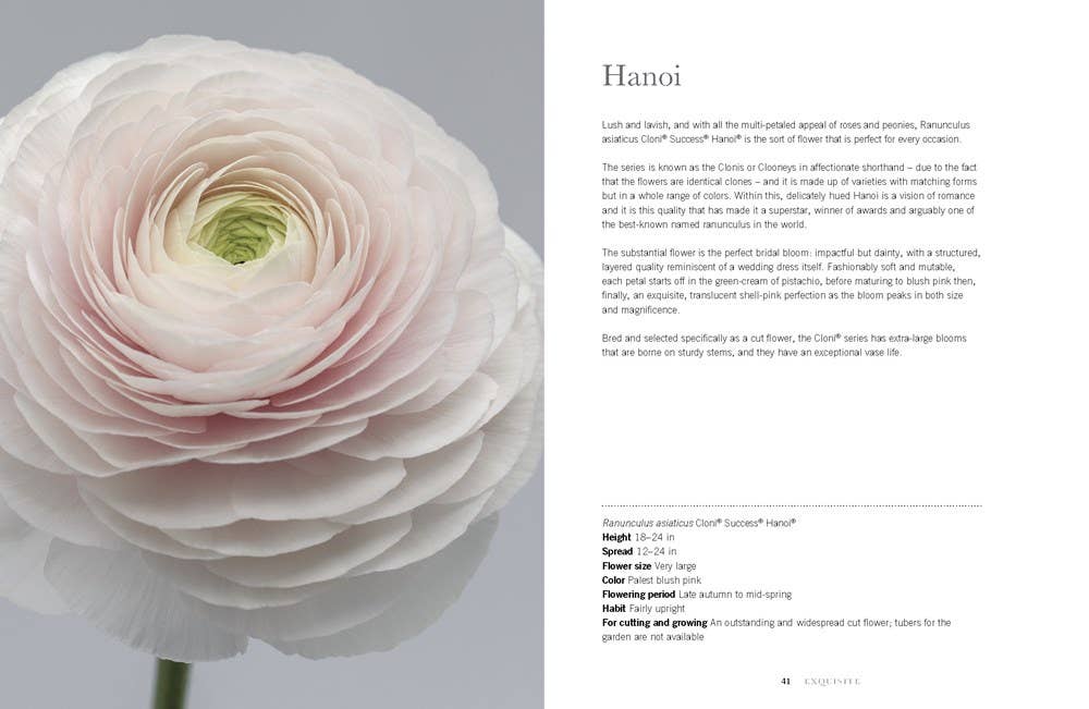 Ranunculus Hardcover Book: Beautiful varieties for home and garden