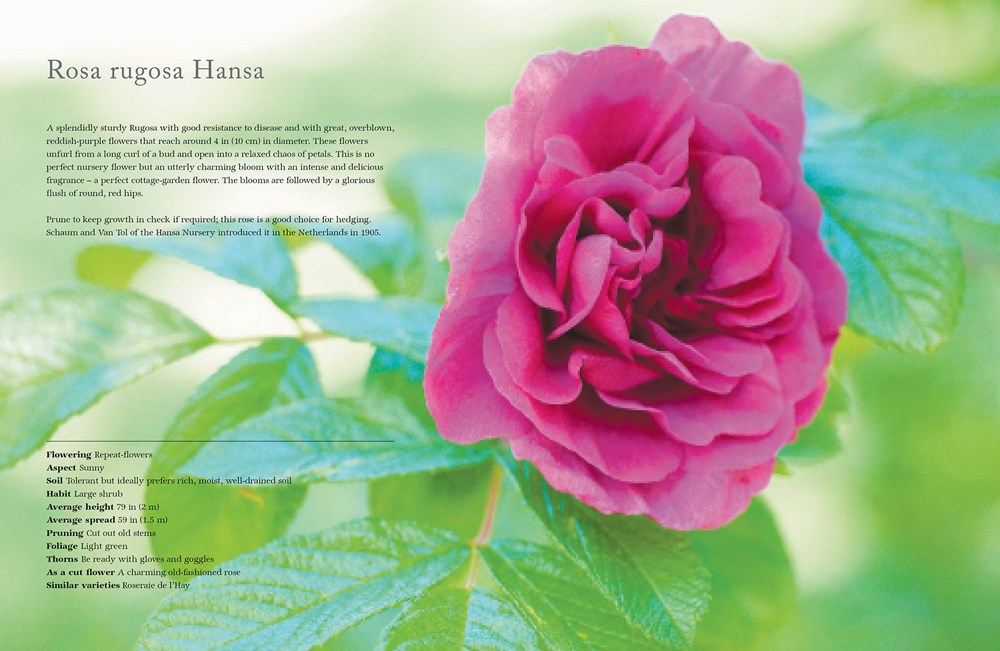 Vintage Roses Hardcover Book