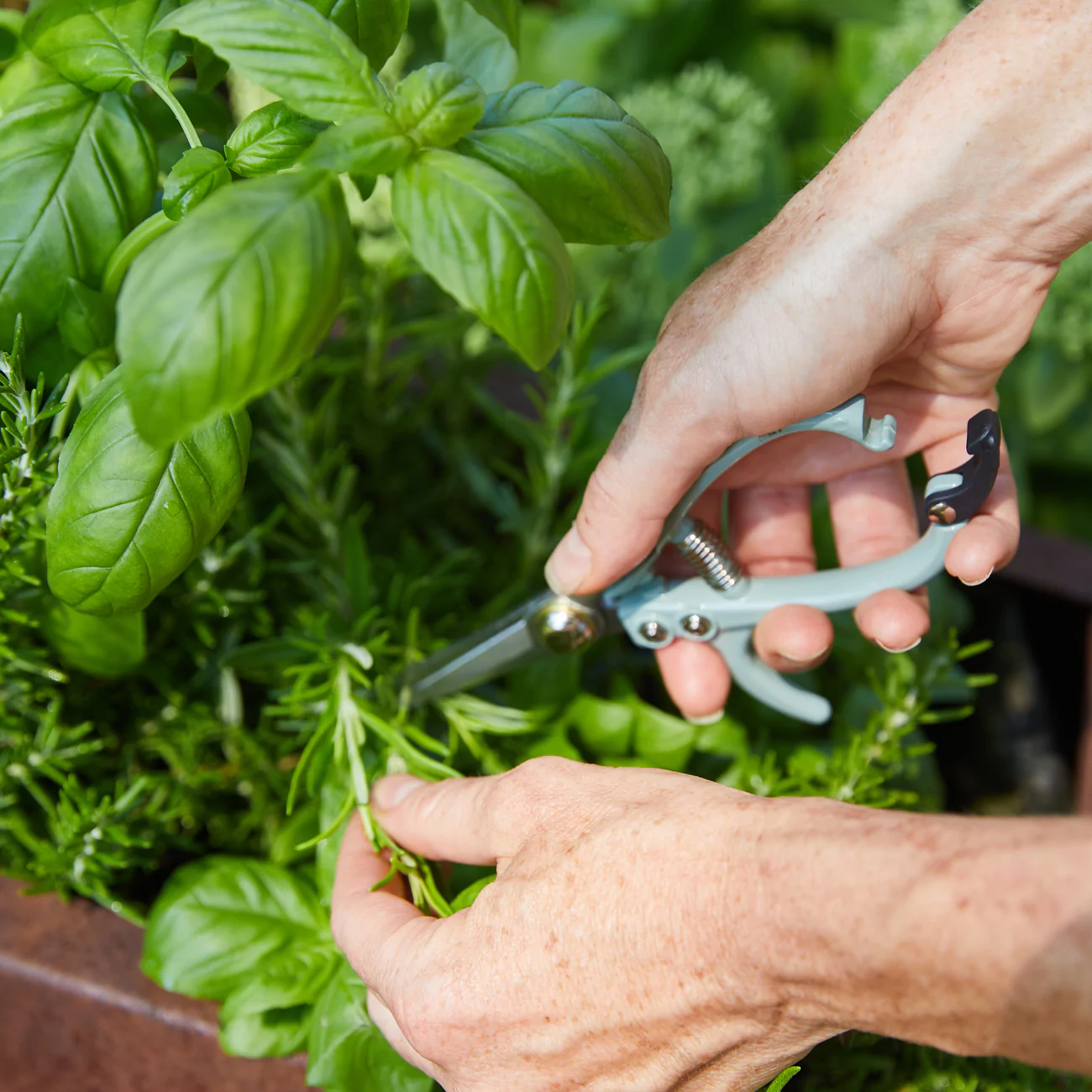 Garden Shears
